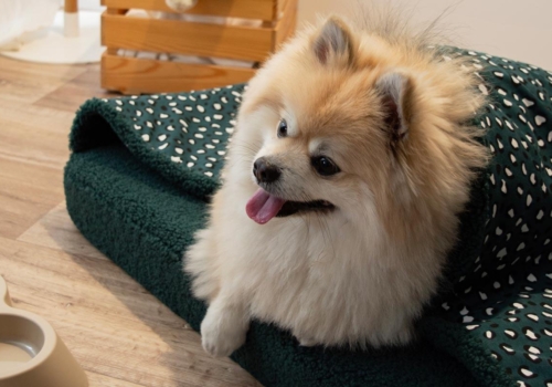 Nueva cama para perro de borreguito