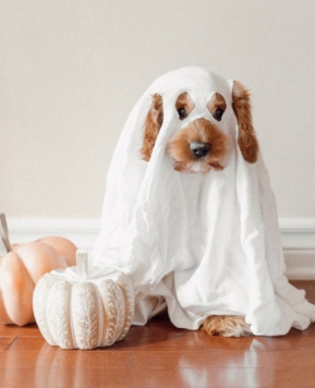 Tips para disfrutar de Halloween con tu mascota 🎃