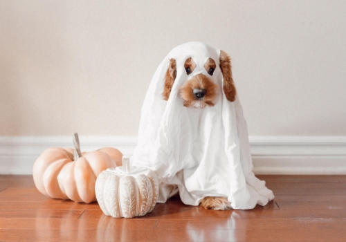 Tips para disfrutar de Halloween con tu mascota 🎃