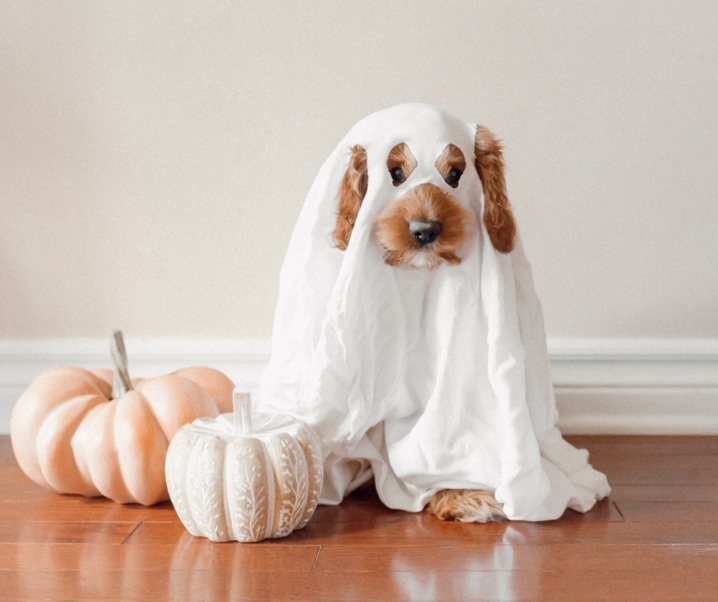 Tips para disfrutar de Halloween con tu mascota 🎃