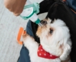 Remedios caseros para quitarle las pulgas a tu perro