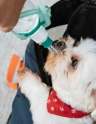 Remedios caseros para quitarle las pulgas a tu perro
