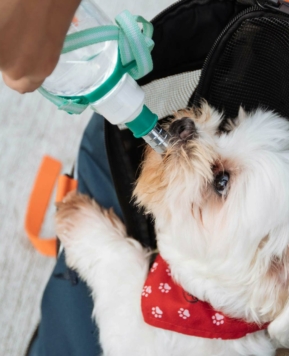 ¿Sabes cómo proteger a tu perro de una ola de calor?