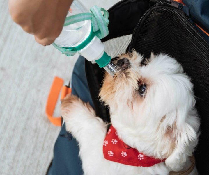 ¿Sabes cómo proteger a tu perro de una ola de calor?