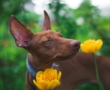 Semana Santa con tu amigo peludo: 5 planes ideales