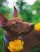 Semana Santa con tu amigo peludo: 5 planes ideales