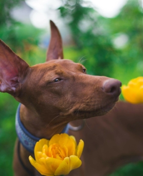 Cómo aliviar la alergia a la primavera en perros