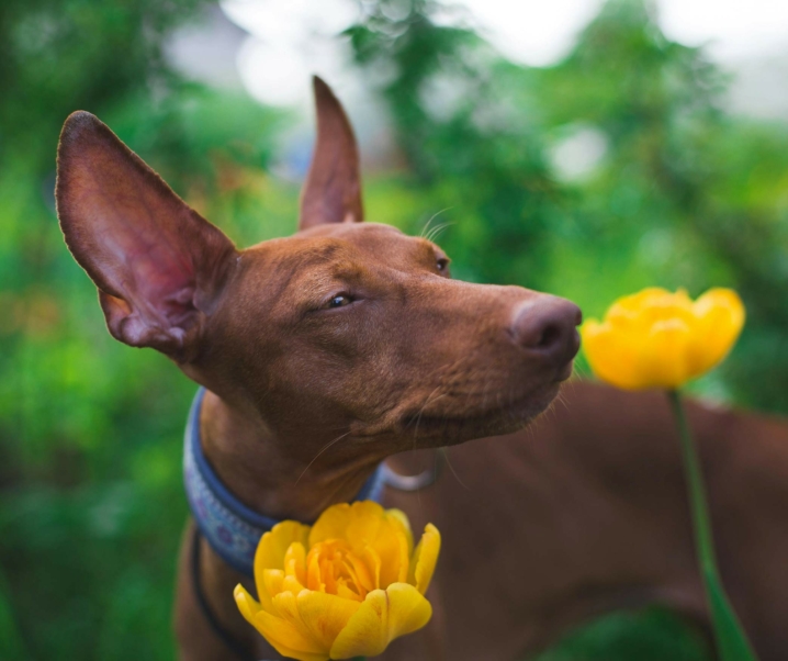 Cómo aliviar la alergia a la primavera en perros