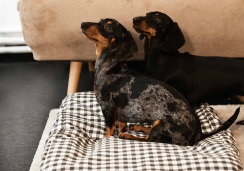 ¿Tienes más de un perro? ¿Es bueno que tus perros compartan la misma cama?