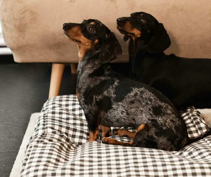 ¿Tienes más de un perro? ¿Es bueno que tus perros compartan la misma cama?