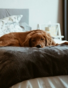 Mi bebé no quiere ir en el capazo