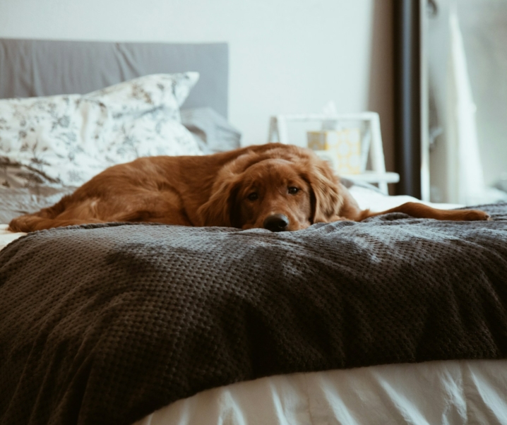 ¿Tu perro se queda muchas horas solo en casa?