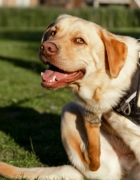 Cómo preparar una camita confortable para tu perra embarazada con Fun*das