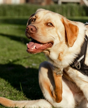 6 consejos para proteger a tu perro de la oruga procesionaria