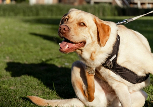 6 consejos para proteger a tu perro de la oruga procesionaria