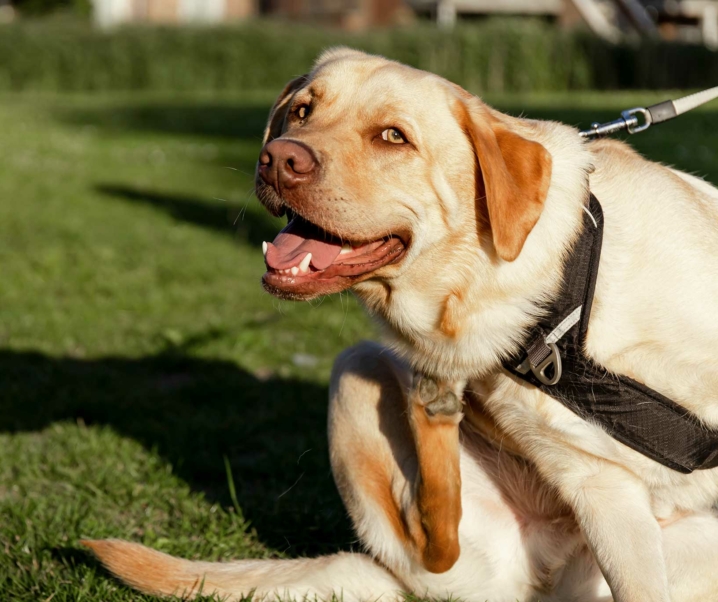 6 consejos para proteger a tu perro de la oruga procesionaria