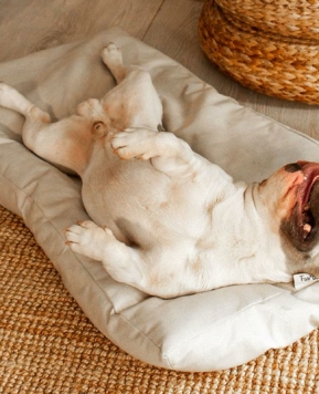 7 razones por las que necesitas una cama de perro con funda impermeable💧