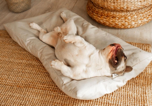 7 razones por las que necesitas una cama de perro con funda impermeable💧