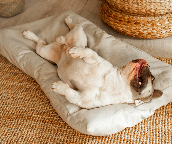 7 razones por las que necesitas una cama de perro con funda impermeable💧