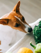 ¿Qué llevar en la maleta de tu perro en vacaciones? 🧳