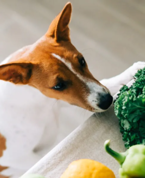 Recetas caseras para perros: ¿Cocinamos?