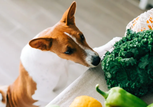Recetas caseras para perros: ¿Cocinamos?
