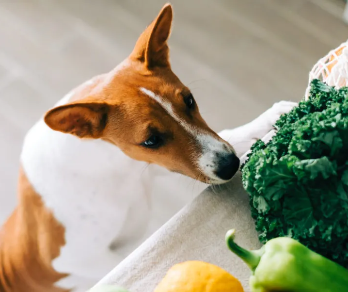 Recetas caseras para perros: ¿Cocinamos?