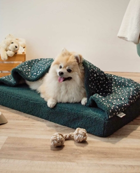 Los mejores regalos de Navidad para tu perro 🎁