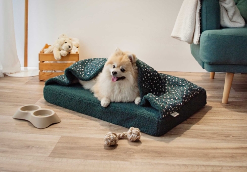 Los mejores regalos de Navidad para tu perro 🎁