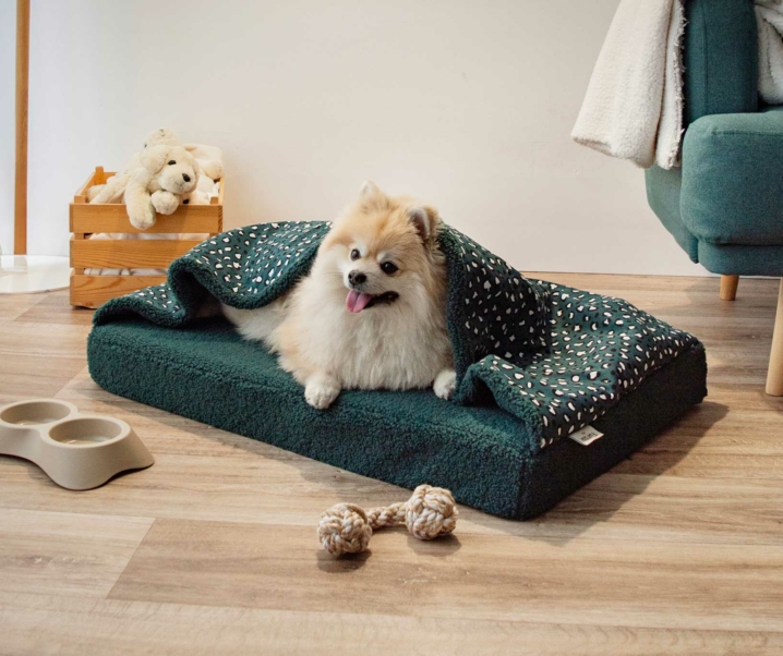 Los mejores regalos de Navidad para tu perro 🎁