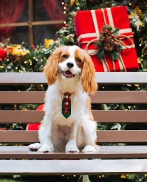 Regalos de Navidad para tu perro en FUN*DAS