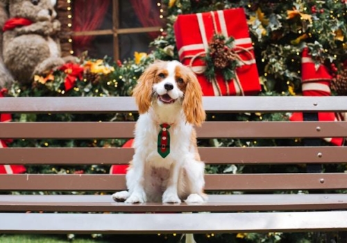 Regalos de Navidad para tu perro en FUN*DAS