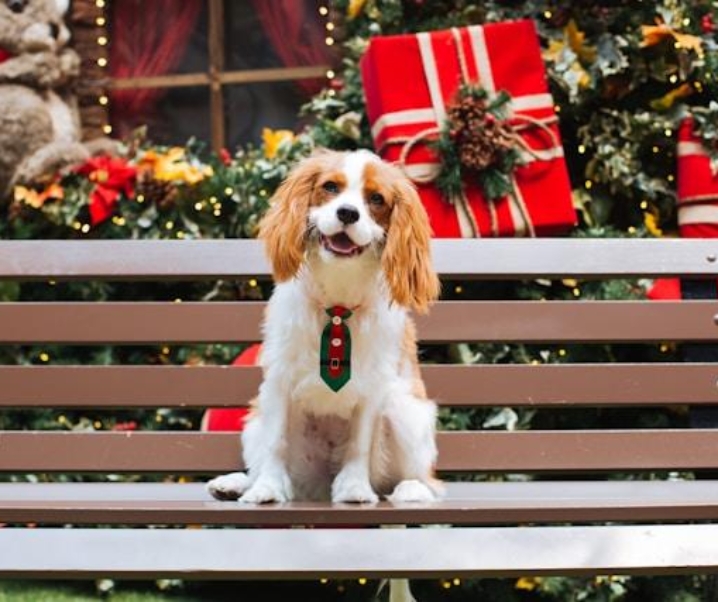 Regalos de Navidad para tu perro en FUN*DAS