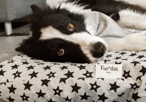 Tejidos suaves para el cuidado de la piel de tu mascota