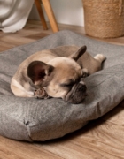 5 tips para elegir tu cama para perros toy