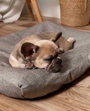 Las últimas tendencias en diseños para la cama de tu perro