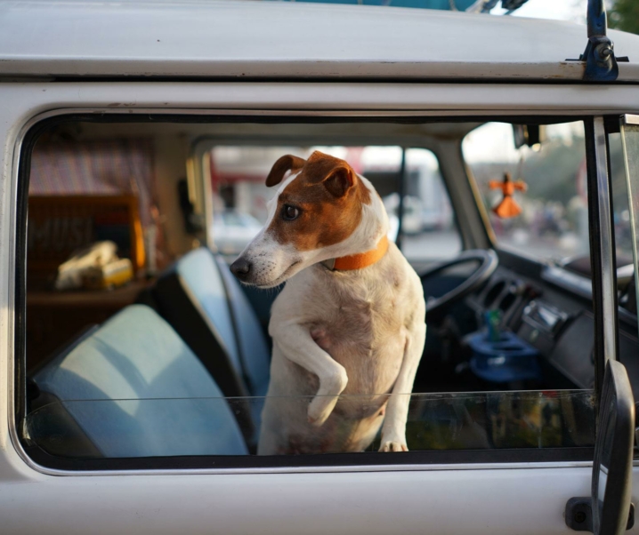 ⚠️ Alerta #Dogparent: 5 consejos para ir de vacaciones con perros